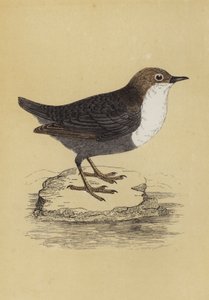 Dipper (renkli lito) by English School