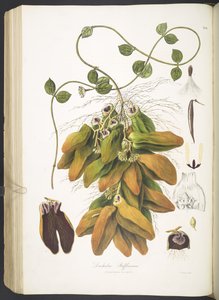 Dischidia Rafflesiana, 