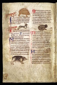 Kirpiyi Kovalayan Köpek, Tavşanı Kovalayan Tilki, Fareyi Kovalayan Kedi vs., İngilizce Bestiary, 13. yüzyıl başı (parşömen) by English School
