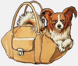 Bir çanta içinde köpek by English School