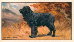 Köpekler: Cocker Spaniel (renkli lito) by English School