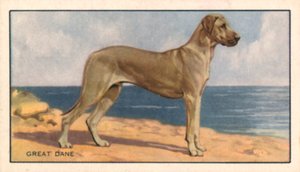 Köpekler: Danua (renkli lito) by English School