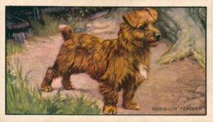 Köpekler: Norwich Terrier (renkli lito) by English School