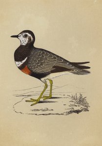 Dotterel (renkli taş) by English School