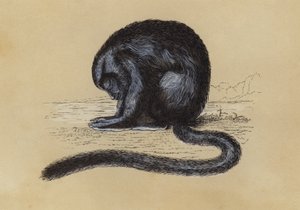 Douroucouli (renkli lito) by English School