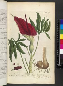 Dracontium, Elizabeth Blackwell