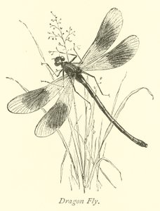 ejderha sineği by English School