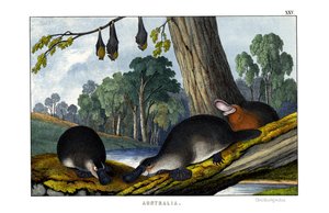 Ördek gagalı Platypus by English School