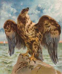Kartal (renkli lito) by English School