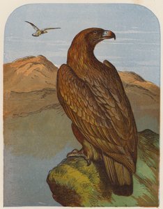 Kartal (renkli lito) by English School
