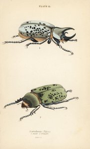 Doğu Herkül böceği, Dynastes tityus, erkek 1, dişi 2 by English School