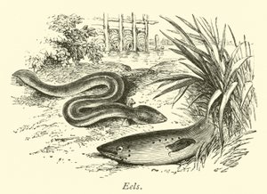 yılan balıkları by English School