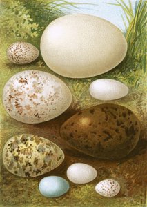 Yumurtalar by English School