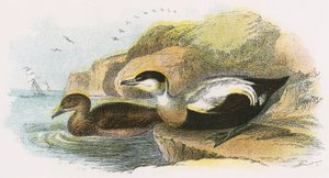 Eider Ördeği