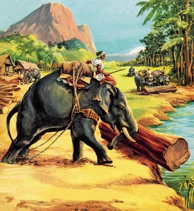 Fil. Liuet tarafından Elephant Bill