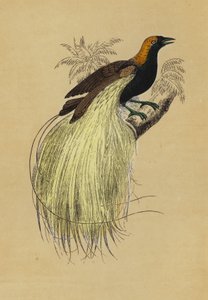 Zümrüt Cennet Kuşu (renkli lito) by English School