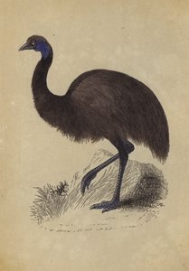 Emeu (renkli lito) by English School