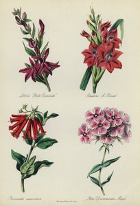 İngiliz Çiçek Bahçesi: Lobelia "Belle Pyramide", Gladiolus "M Blouet", Bouvardia aurantiaca, Phlox Drummondii Mayii by English School
