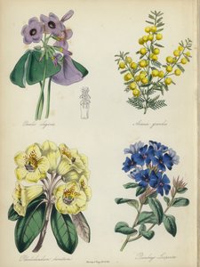 İngiliz Çiçek Bahçesi: Oxalis elegans, Acacia grandis, Rhododendron lanatum, Plumbago Larpentae (renkli lito) by English School