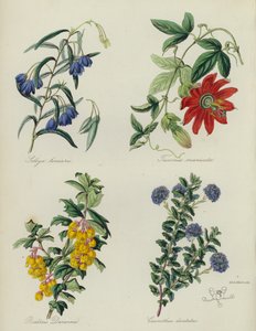İngiliz Çiçek Bahçesi: Sollya linearis, Tacsonia manicata, Berberis Darwinii, Ceanothus dentatus (renkli lito) by English School