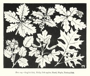 İngiliz Meşe, Holly, Meşe elma, Hazel, Akçaağaç, Türkiye Meşe (gravür) by English School