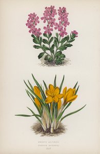 Erinus alpinus; Crocus Aucheri (renkli lito) by English School