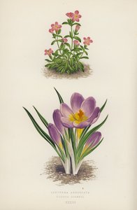 Erythraea Aggregata; Crocus Sieberi (renkli lito) by English School