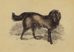 Esquimaux Köpeği (renkli taş baskı) by English School