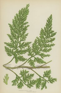Avrupa Kıl Eğreltiotu (renkli lito) by English School