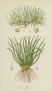 Avrupa Quillwort, Sürünen Hap-Wort (renkli taş) by English School