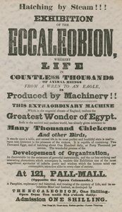 Eccaleobion Sergisi by English School