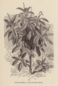 Ficus Elastica, Hindistan-Kauçuk Ağacı (gravür) by English School