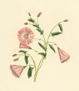 Tarla Convolvulus