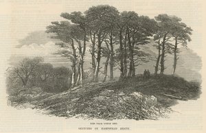 Kuzey ucuna yakın köknarlar, Hampstead Heath by English School