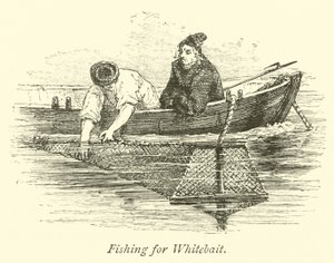 Whitebait için Balık Tutma by English School