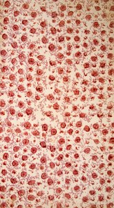 Çiçek Endpaper el renkli gravür. by English School