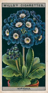 Saksıda çiçek kültürü: Alpin Auricula (chromolitho) by English School