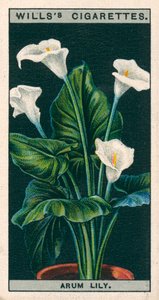 Saksıda çiçek kültürü: Arum Zambağı veya Richardia (chromolitho) by English School