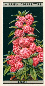 Saksıda çiçek kültürü: Kamelya-Çiçekli Balsam (chromolitho) by English School