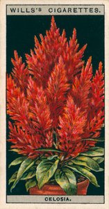 Saksıda çiçek kültürü: Celosia (chromolitho) by English School