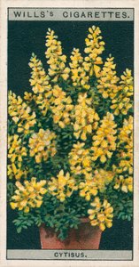 Saksıda çiçek kültürü: Cytisus veya Genista (chromolitho) by English School