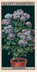 Saksıda çiçek kültürü: Heliotrope veya Cherry Pie (chromolitho) by English School