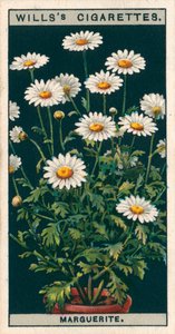 Saksıda çiçek kültürü: Marguerite (chromolitho) by English School