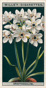 Saksıda çiçek kültürü: Ornithogalum (chromolitho) by English School