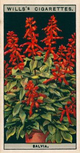 Saksıda çiçek kültürü: Salvia (chromolitho) by English School