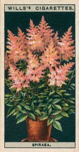 Saksıda çiçek kültürü: Spiraea (chromolitho) by English School