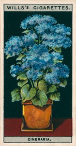 Saksıda çiçek kültürü: Yıldız Cineraria (chromolitho) by English School