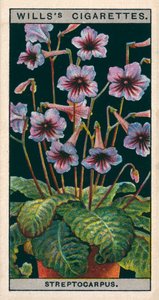 Saksıda çiçek kültürü: Streptocarpus veya Cape Primrose (chromolitho) by English School