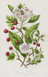 Büyük Britanya'nın Çiçekli Bitkileri: Muşmula, Alıç, Cotoneaster (renkli taş) by English School