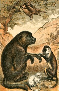 Uçan Lemur, Babun, Diana Maymun ve Marmoset by English School